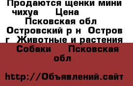 Продаются щенки мини чихуа,  › Цена ­ 10 000 - Псковская обл., Островский р-н, Остров г. Животные и растения » Собаки   . Псковская обл.